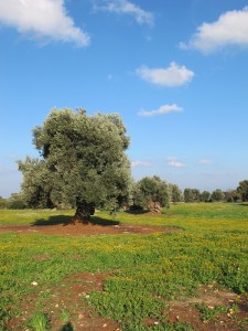 Italiaanse olijfolie voor je pizza